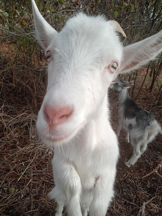 Коза молода 8 місяців