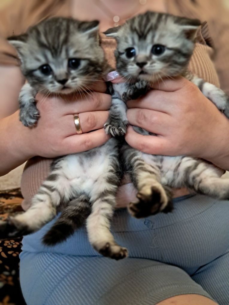 Кошенята Скотіш фолд та Скотіш Страйт