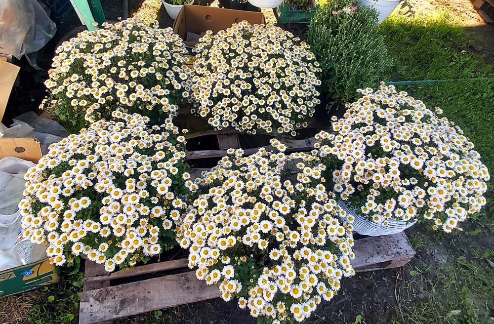 Хризантема мультифлора