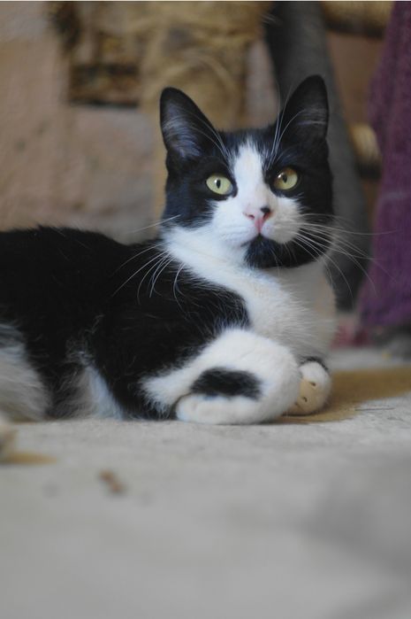 Кот котенок подросток черный белый черно белый