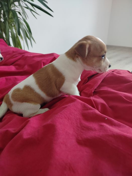 Jack Russell Terrier suczka
