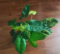 Philodendron Filodendron Burle Marx Variegata