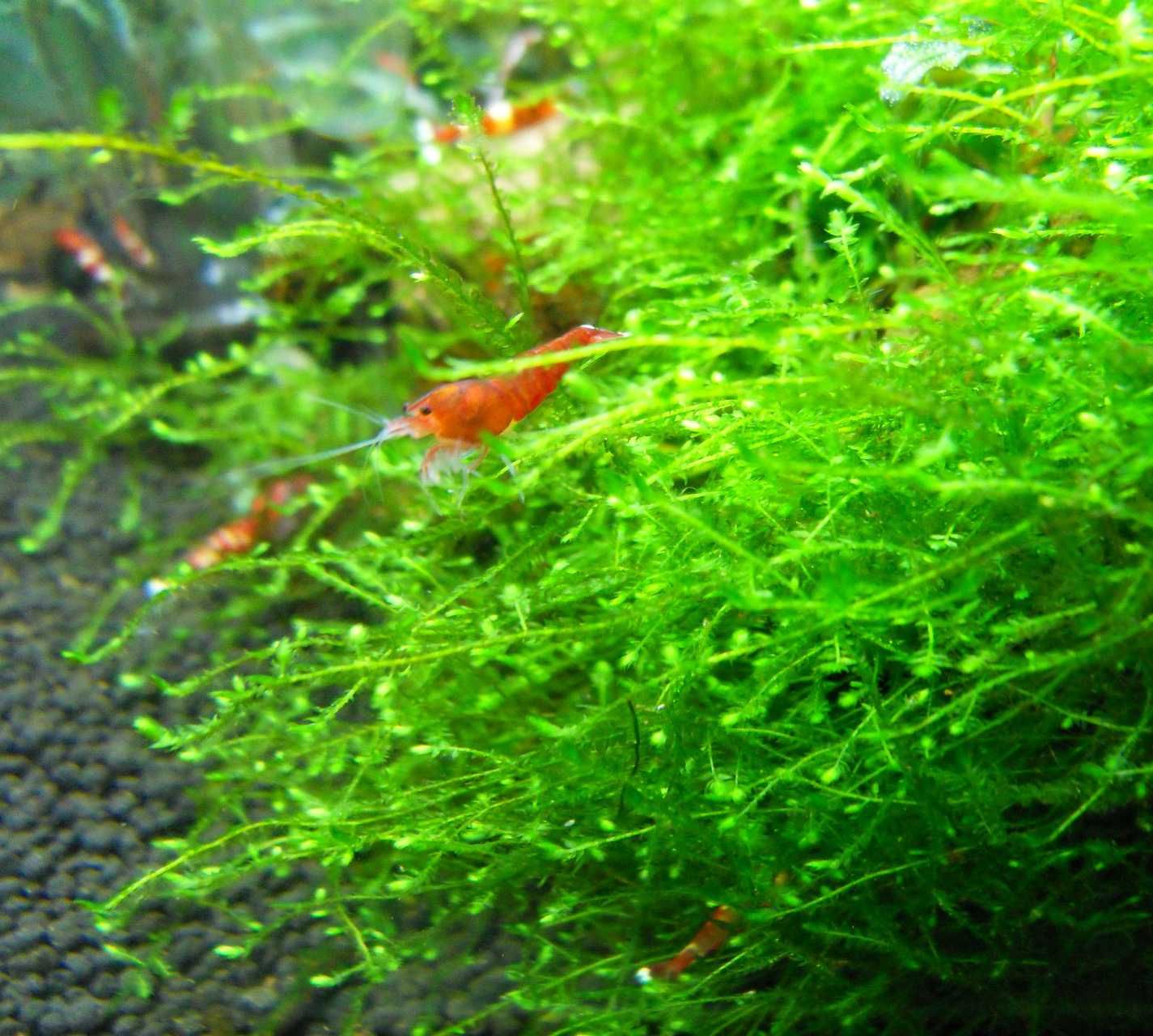 Musgo Christmas/Taiwan/Flame/Riccia/Utricularia - tapete aquário