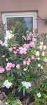 Sprzedam oleander