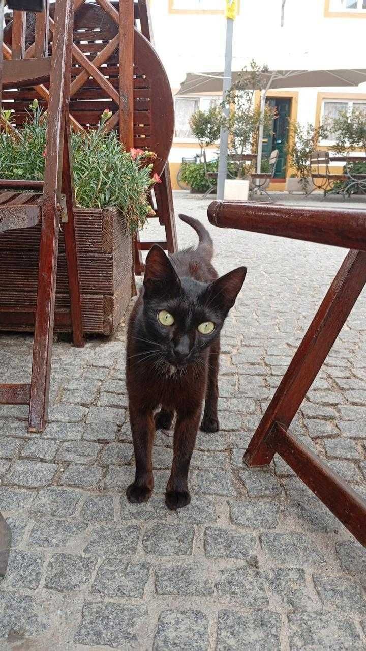 Kitty - Gatinha jovem para  Adopção