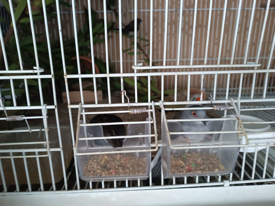 Vendo gaiola com casal codornizes chinesas e casal de bengalins
