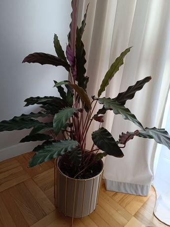 Kalatea falistolistna rufibarba 80 cm duża