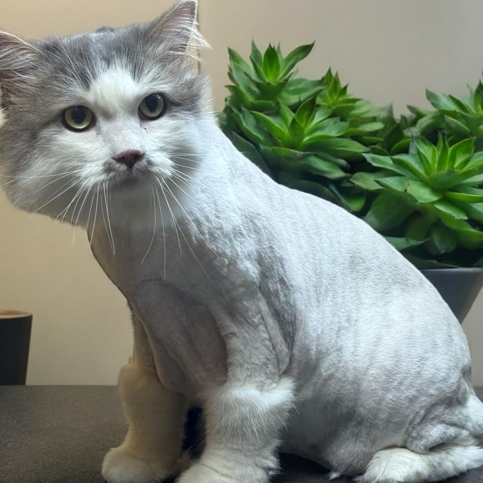 Стрижка(груминг)собак и кошек