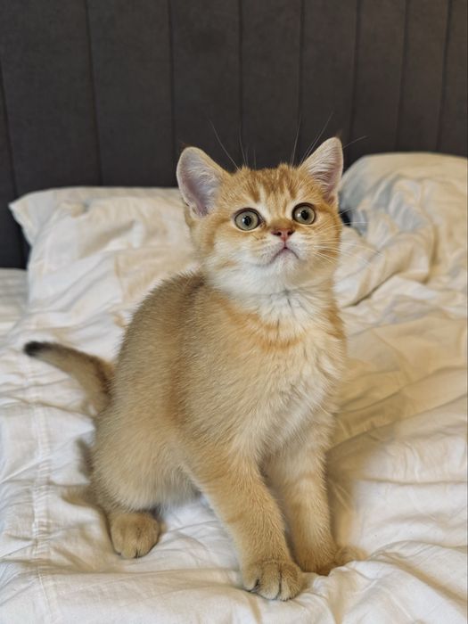 британська золота шиншила, хлопчик