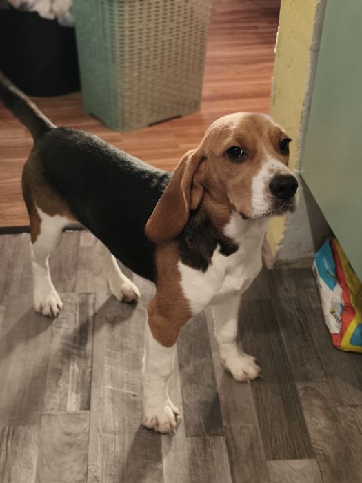 Filhote Beagle fêmea