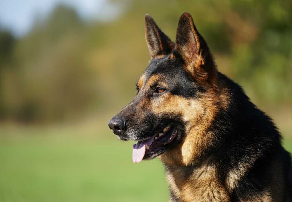 Satosz - przepiękny owczarek niemiecki szuka domu