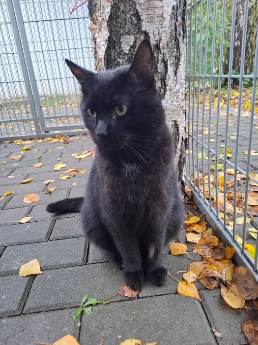 Dragon z częstochowskiego schroniska - piękny, dumny, bezdomny