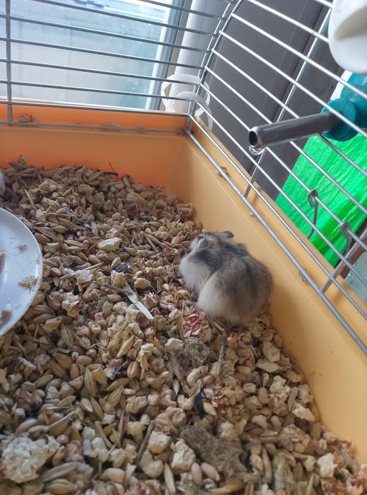 Джунгарские хомячки