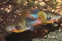 Xenotoca Eiseni sp