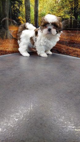 Shih Tzu suczka .