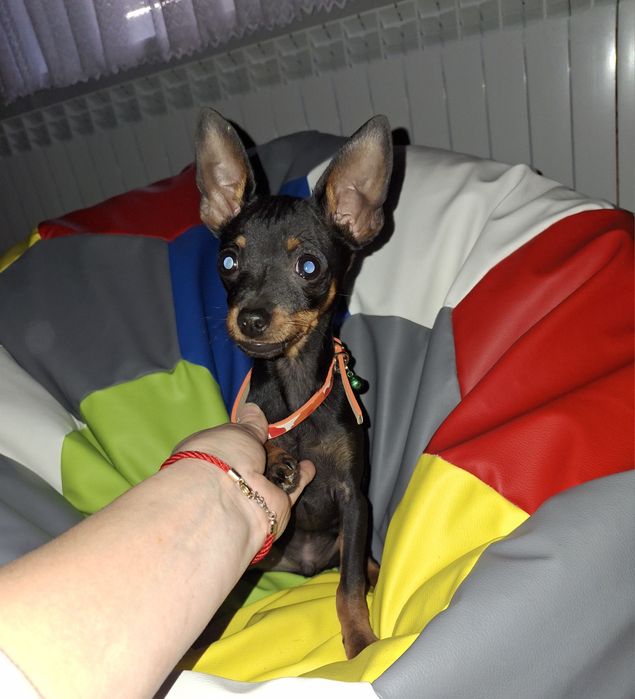 Ratlerek pinczer miniaturka