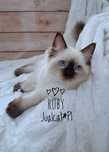 RAGDOLL Kotka seal point Rag a 04 Rodówod FPL do ODBIORU