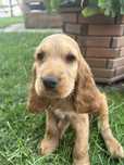 Cocker Spaniel Angielski biszkoptowa suczka