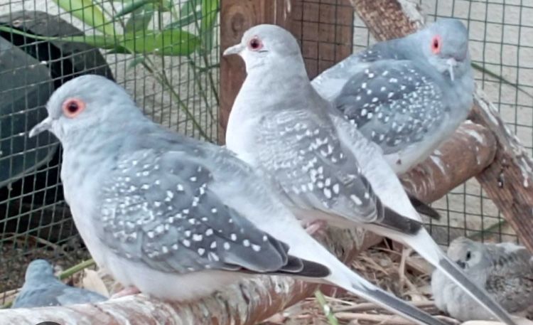 Aves disponiveis