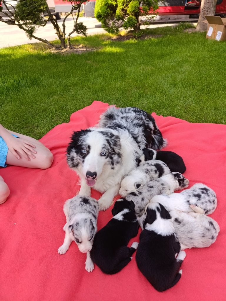 Border Collie Suczka Blue Merle