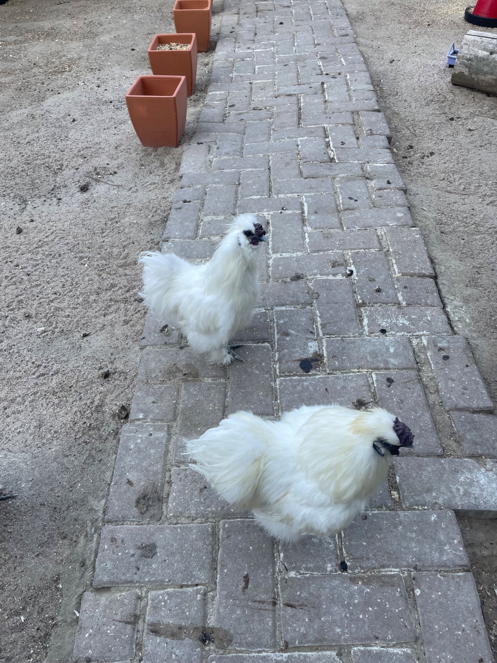 Galos sedosos brancos