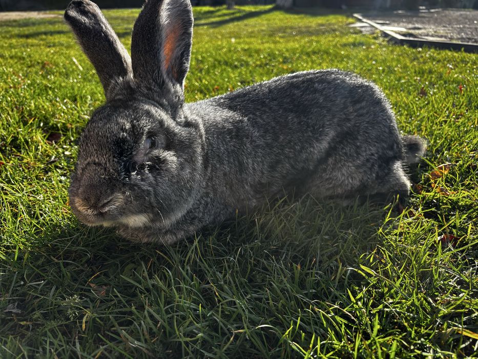Na sprzedaż królik Belg stalowy- samiec