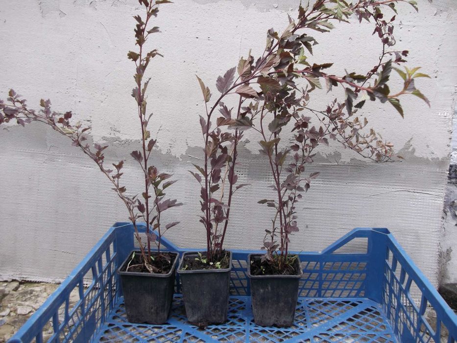 Куст Пузыреплодник Red Baron