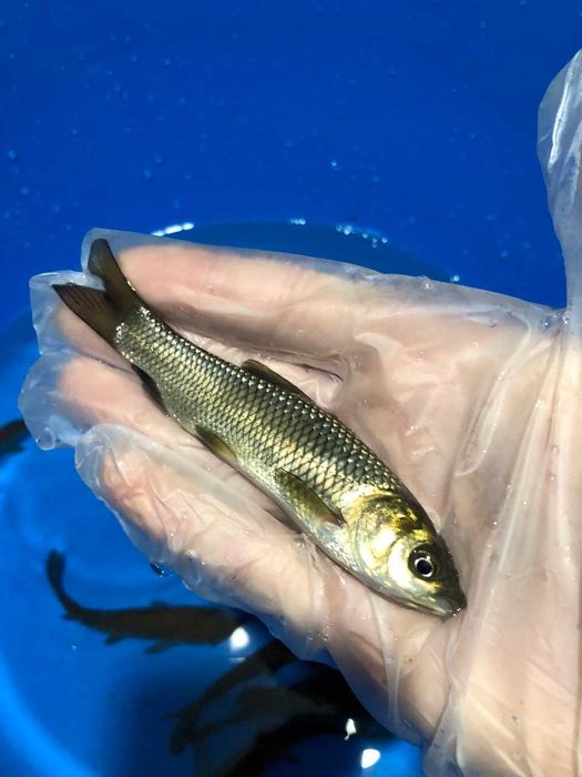 Зарибок мальок Короп Лин  білий Амур Вюн Кої  Бас роздріб та опт