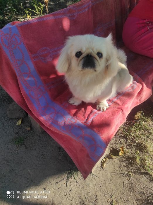 Продам маленьких пекінесиків чистокровні