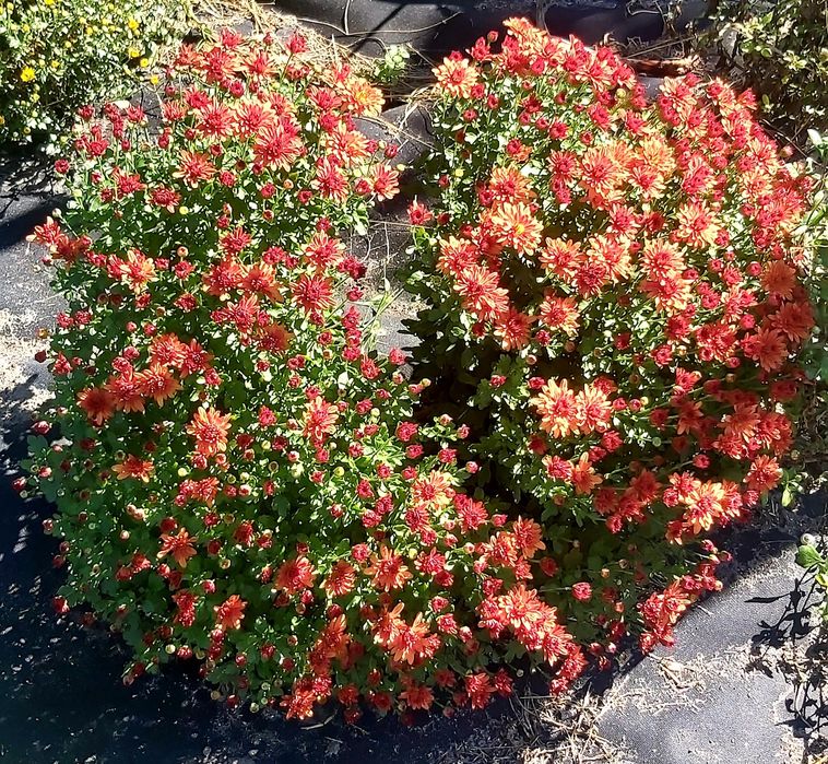 Хризантема мультифлора