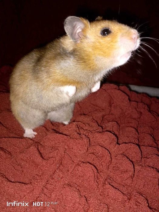 Королевский красивенный хомяк