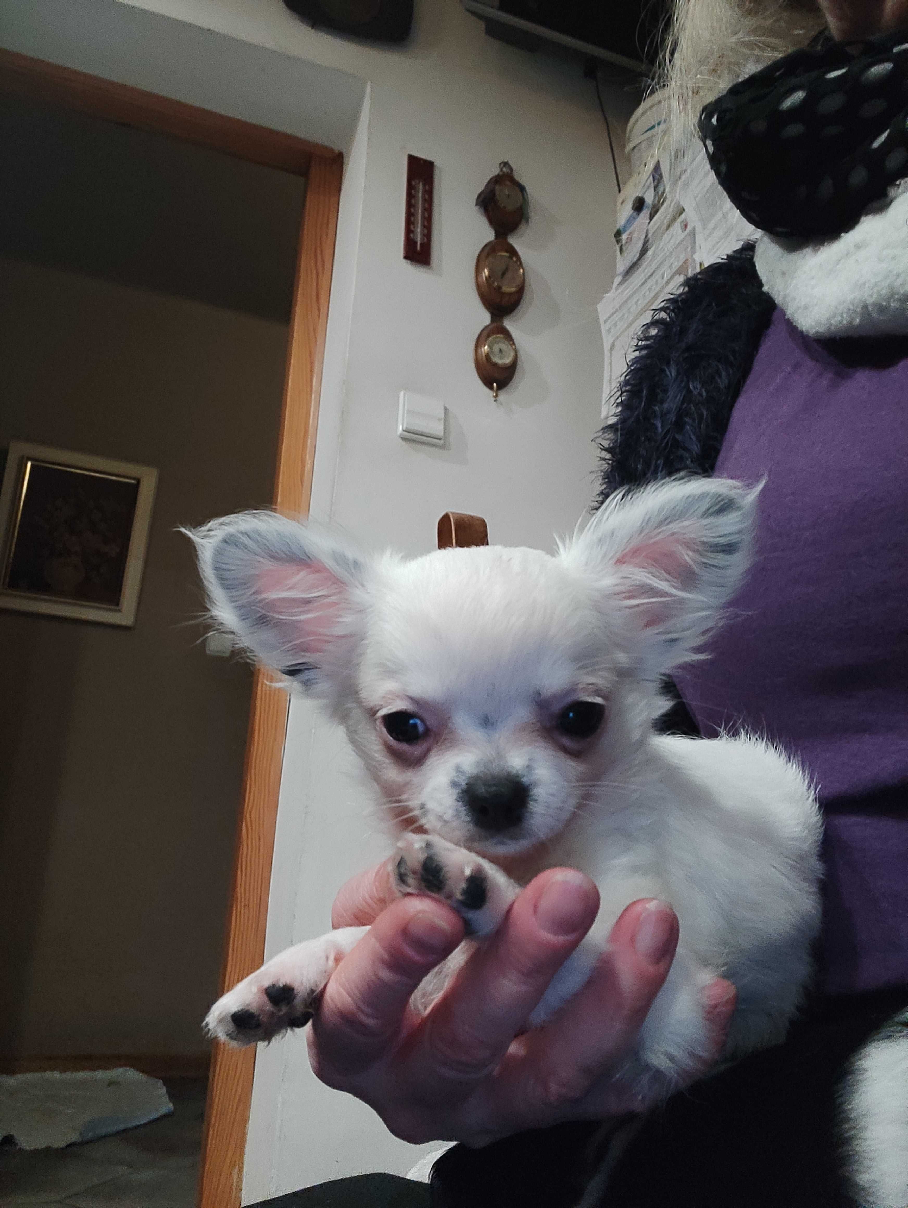 Chihuahua białe długowłose - mikro cudeńko