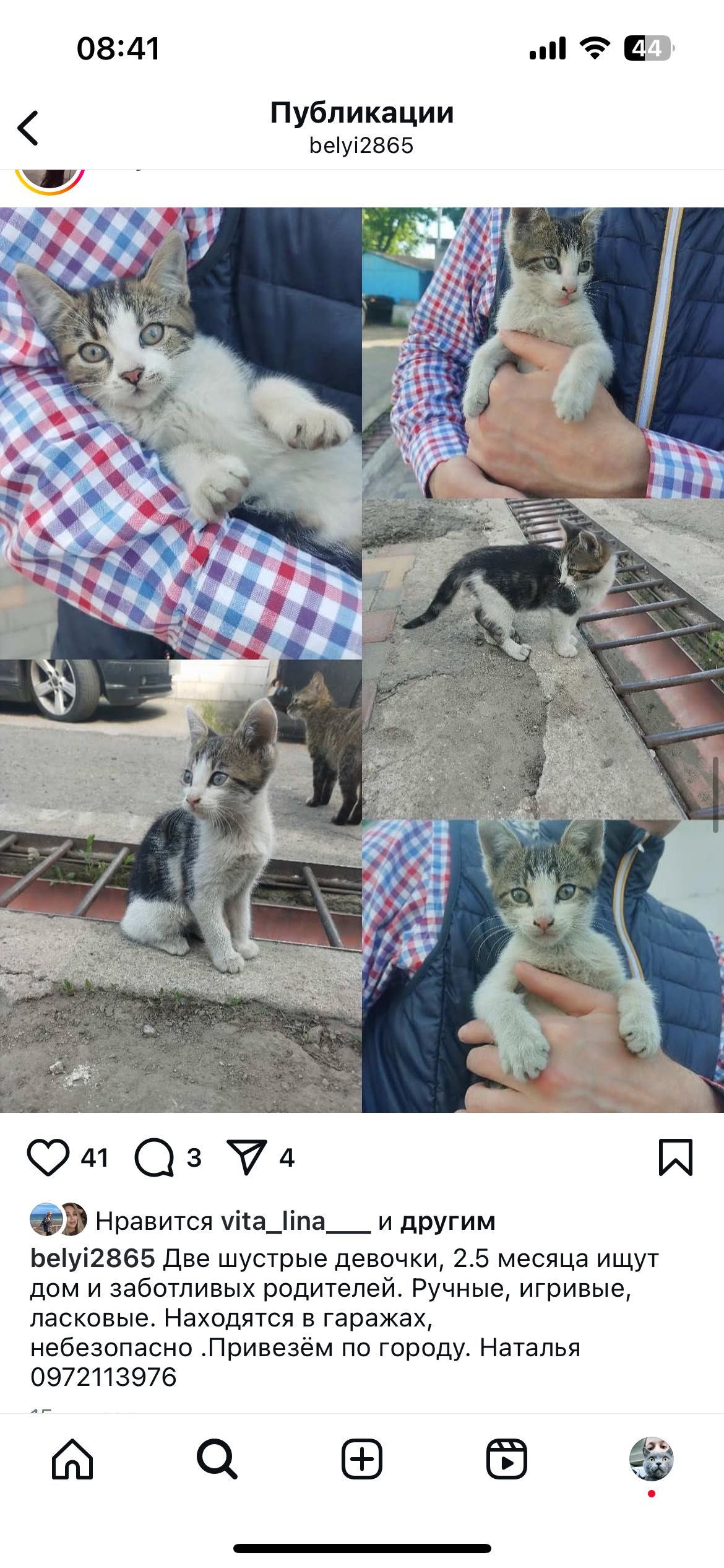 Большой выбор котят