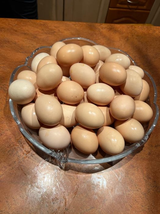 Jajka jaja wiejskie od swoich kur wolny wybieg