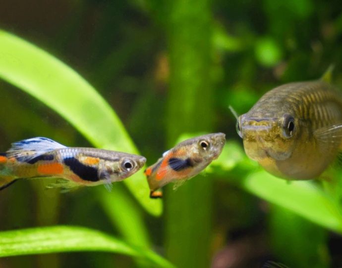 Vendo lindos guppys  Endler