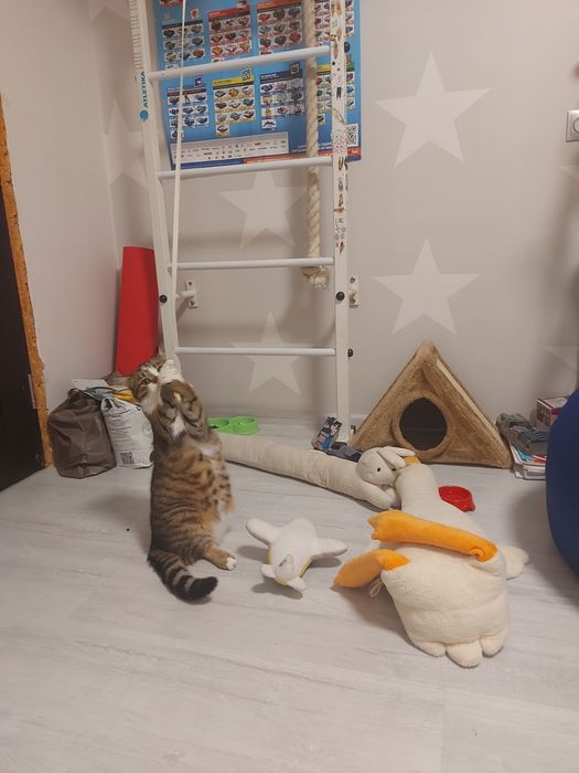 Подарую кошеня. Має вет.паспорт