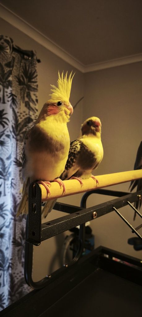 Caturras bebés acabar de criar á mão