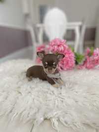 Chihuahua Cudowny Miniaturowy chłopczyk Mini XS