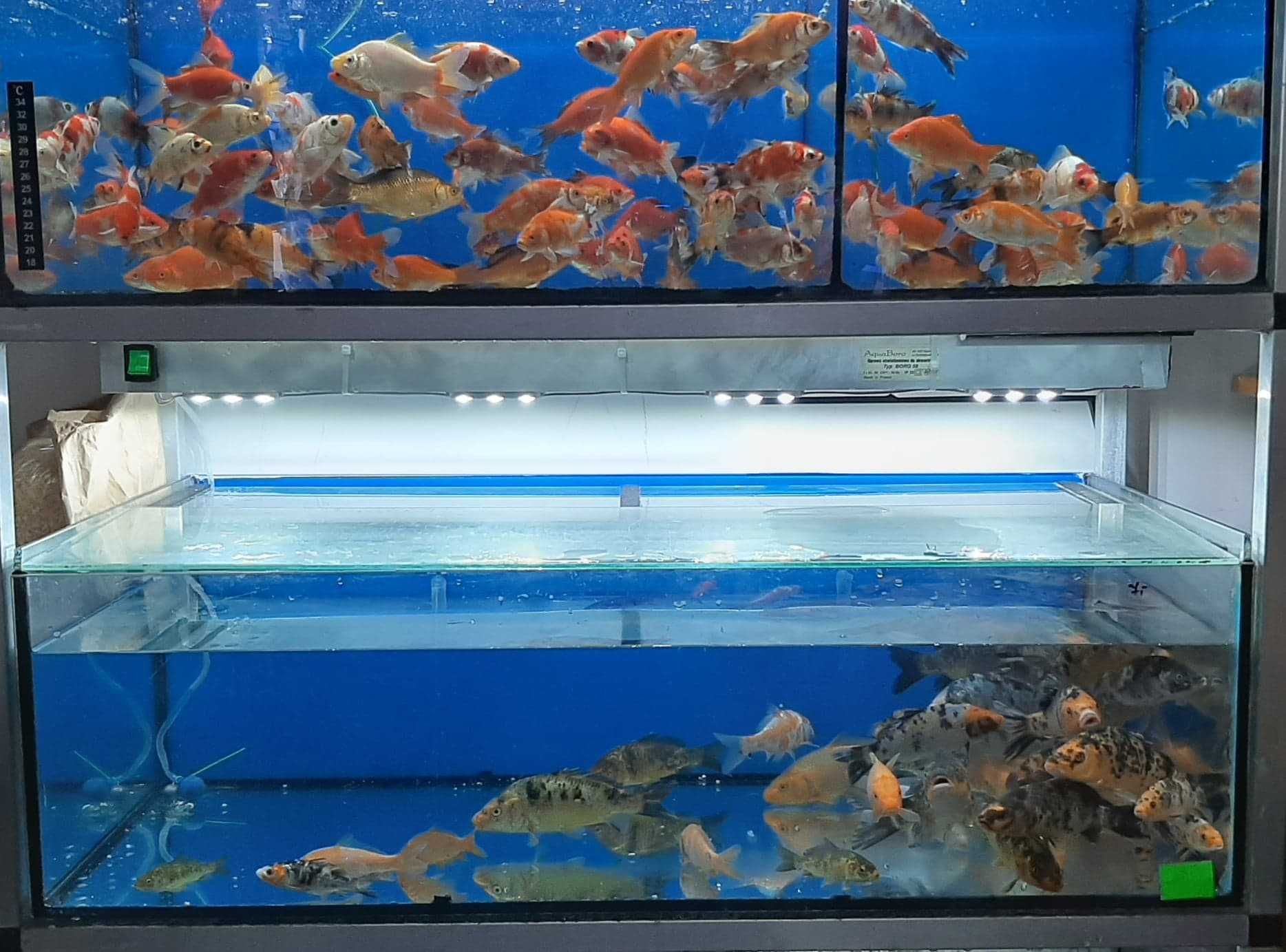 Karp KOI ozdobny ryby do oczka wodnego