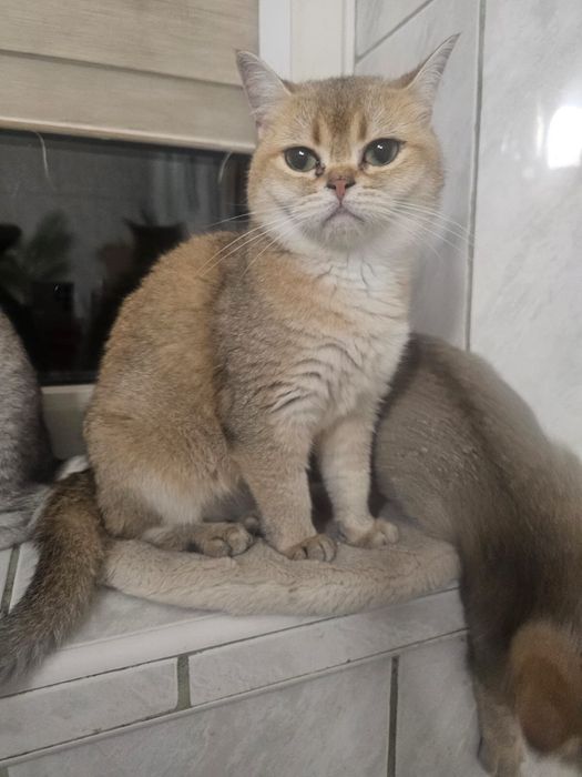 Kocurek brytyjski szynszyla