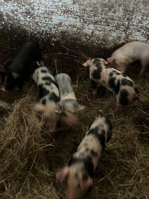 Leitões machos e fêmeas