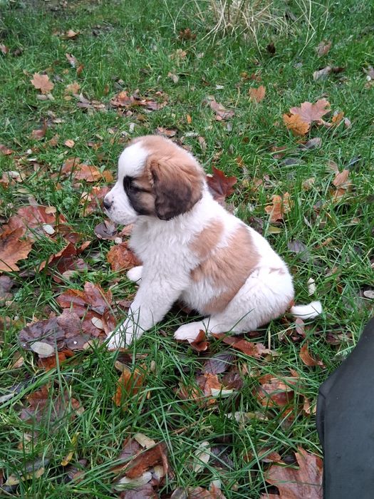 Szczenięta w typie Bernardyna