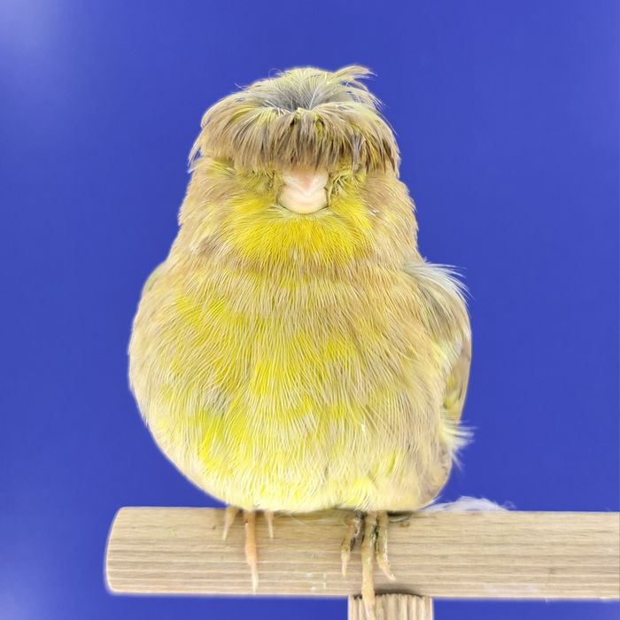 Kanarek, samiczka - sprzedam, Wrocław