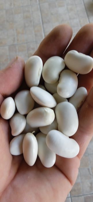 Квасоля урожай 2025