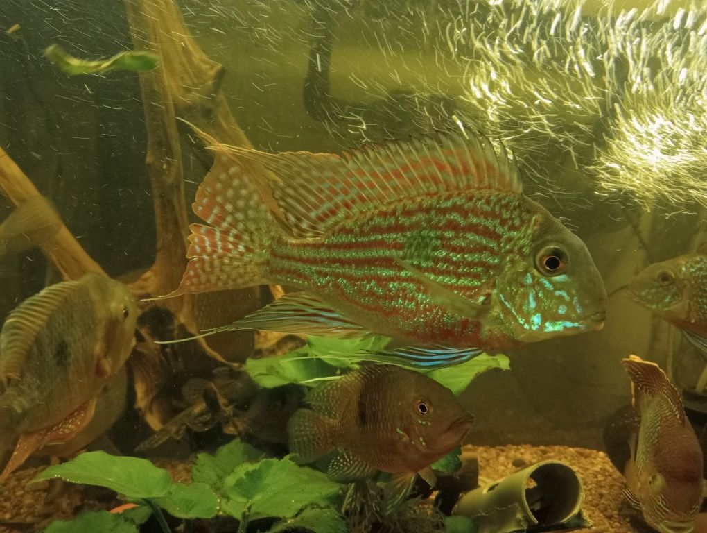 Ziemiojad Sveni, Geophagus Sveni, Młode pielęgnice.