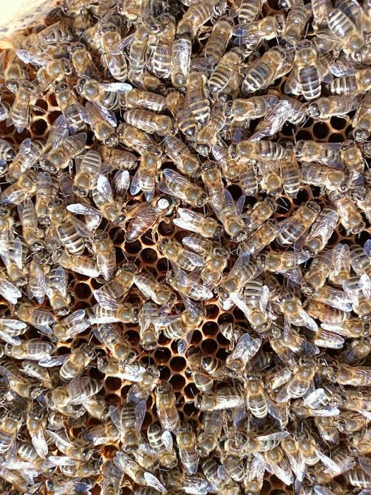 Silne, zdrowe rodziny pszczele czekają na Ciebie. Sezon 2026 otwarty!