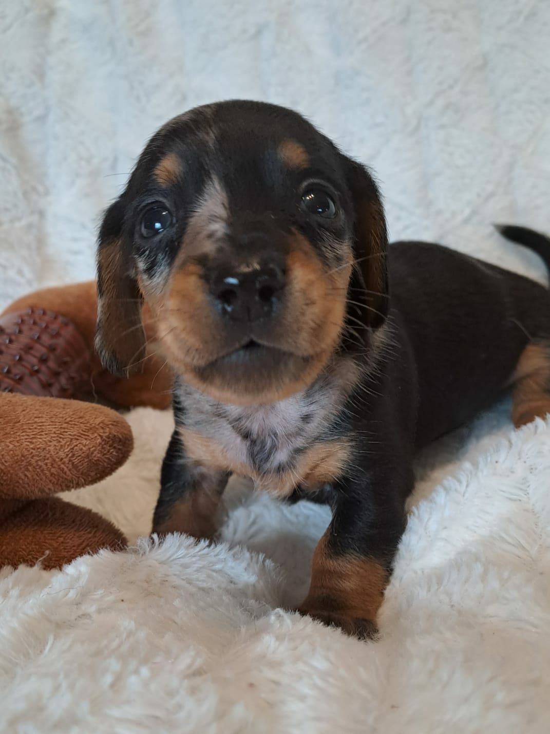 **CEKIN**jamnik miniaturowy black merle krótkowłosy zarezerwowany