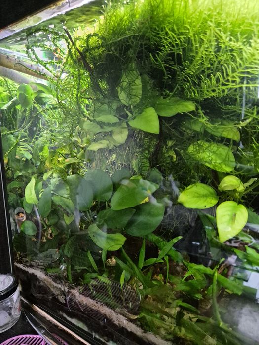 Anubias - roślina akwariowa