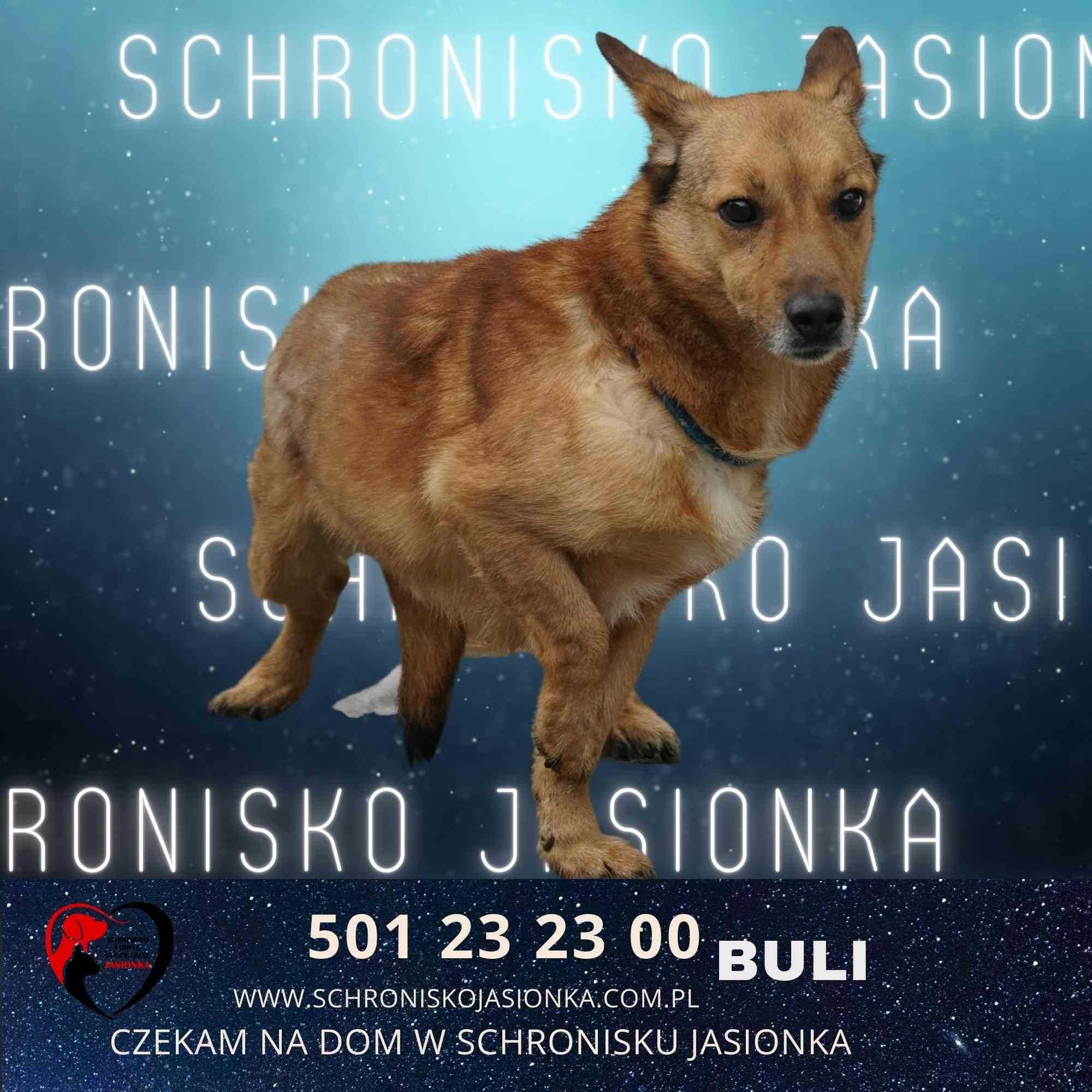 Buli-do adopcji schronisko