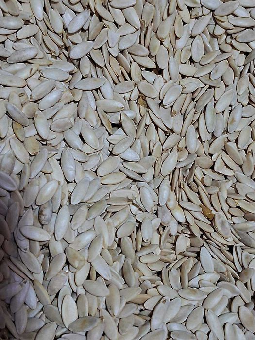 Насіння огірків Фенікс плюс